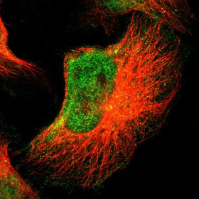 Immunocytochemistry/Immunofluorescence: FOXN2 Antibody [NBP1-83153] - Immunofluorescent staining of human cell line U-251 MG shows localization to nucleoplasm.