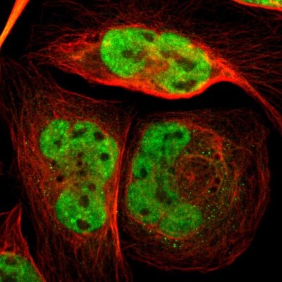Immunocytochemistry/Immunofluorescence: FOX2 Antibody [NBP1-91910] - Immunofluorescent staining of human cell line U-2 OS shows localization to nucleoplasm.