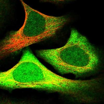 Immunocytochemistry/Immunofluorescence: HMGCS1 Antibody [NBP1-83246] - Staining of human cell line U-2 OS shows positivity in nucleus, plasma membrane and cytoplasm.