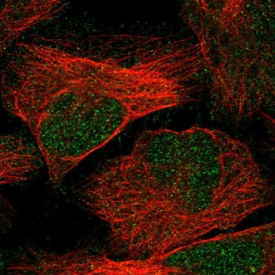 Immunocytochemistry/Immunofluorescence: TTC15 Antibody [NBP1-84500] - Staining of human cell line U-2 OS shows positivity in nucleus but not nucleoli and cytoplasm.