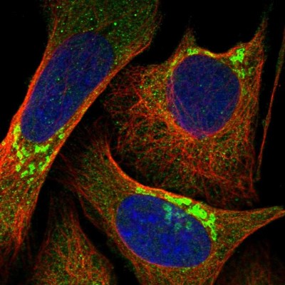 Immunocytochemistry/Immunofluorescence: BSDC1 Antibody [NBP1-84644] - Immunofluorescent staining of human cell line U-2 OS shows localization to the Golgi apparatus.