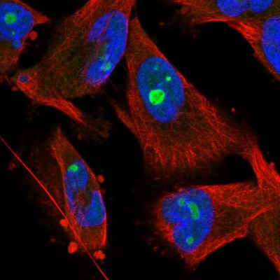 Immunocytochemistry/Immunofluorescence: Surf6 Antibody [NBP1-83550] - Immunofluorescent staining of human cell line U-251 MG shows localization to nucleus & nucleoli.