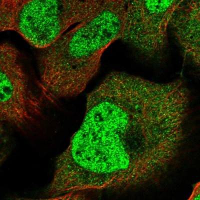 Immunocytochemistry/Immunofluorescence: LYZL6 Antibody [NBP1-82810] - Staining of human cell line U-2 OS shows positivity in nucleus but not nucleoli and cytoplasm.