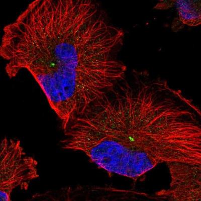 Immunocytochemistry/Immunofluorescence: RMD1 Antibody [NBP1-88089] - Staining of human cell line U-251 MG shows positivity in centrosome.