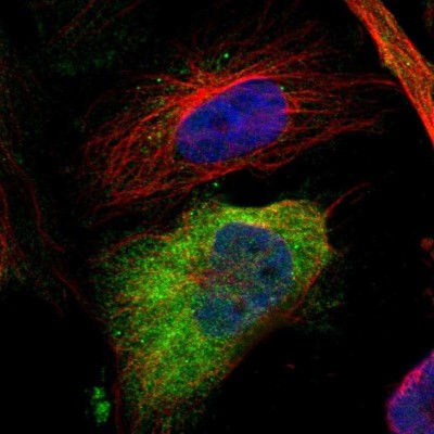 Immunocytochemistry/Immunofluorescence: AHNAK2 Antibody [NBP1-88429] - Staining of human cell line U-251MG shows positivity in plasma membrane and cytoplasm.