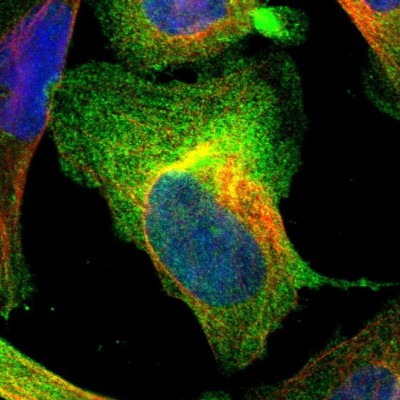 Immunocytochemistry/Immunofluorescence: AHNAK2 Antibody [NBP1-88429] - Immunofluorescent staining of human cell line U-2 OS shows localization to plasma membrane & cytosol.