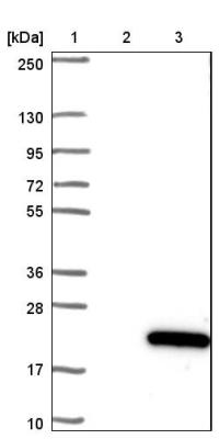 Western Blot: C15orf40 Antibody [NBP1-91716] - Lane 1: Marker [kDa] 250, 130, 95, 72, 55, 36, 28, 17, 10. Lane 2: Negative control (vector only transfected HEK293T lysate). Lane 3: Over-expression lysate (Co-expressed with a C-terminal myc-DDK tag (3.1 kDa) in mammalian HEK293T cells).