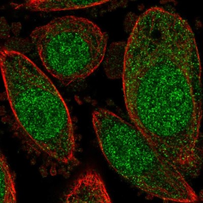 Immunocytochemistry/Immunofluorescence: C15orf40 Antibody [NBP1-91716] - Immunofluorescent staining of human cell line PC-3 shows localization to nucleus & cytosol.