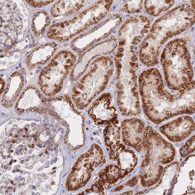 Immunohistochemistry-Paraffin: C15orf40 Antibody [NBP1-91716] - Staining of human kidney shows strong cytoplasmic positivity in cells in tubules.