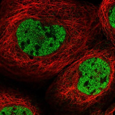 Immunocytochemistry/Immunofluorescence: RSG1 Antibody [NBP1-88322] - Immunofluorescent staining of human cell line A-431 shows localization to nucleoplasm.