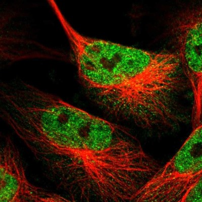 Immunocytochemistry/Immunofluorescence: TRIM35 Antibody [NBP1-81733] - Staining of human cell line U-251MG shows positivity in nucleus but not nucleoli.