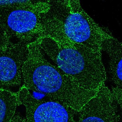 Immunocytochemistry/Immunofluorescence: TXNIP Antibody [NBP2-49095] - Immunofluorescent staining of human cell line MCF7 shows localization to plasma membrane.