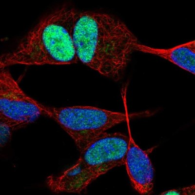 Immunocytochemistry/Immunofluorescence: JunD Antibody [NBP2-38983] - Staining of human cell line SH-SY5Y shows localization to nucleoplasm.