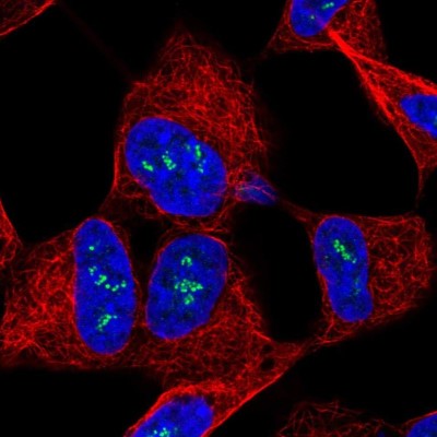 Immunocytochemistry/Immunofluorescence: Tropomodulin 2 Antibody [NBP1-87378] - Immunofluorescent staining of human cell line SH-SY5Y shows localization to nucleoli fibrillar center.