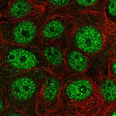 Immunocytochemistry/Immunofluorescence: POLR2G Antibody [NBP2-47329] - Immunofluorescent staining of human cell line MCF7 shows localization to nucleoplasm.