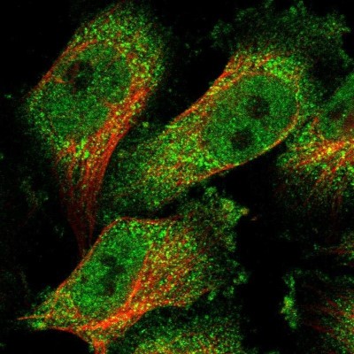 Immunocytochemistry/Immunofluorescence: TMTC1 Antibody [NBP1-88837] - Staining of human cell line U-251MG shows positivity in nucleus but not nucleoli and cytoplasm.