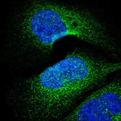 Immunocytochemistry/Immunofluorescence: PARP4 Antibody [NBP1-89232] - Immunofluorescent staining of human cell line U-2 OS shows localization to cytosol.