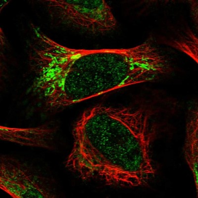 Immunocytochemistry/Immunofluorescence: RTKN Antibody [NBP1-88956] - Immunofluorescent staining of human cell line U-2 OS shows localization to nucleoplasm & mitochondria.