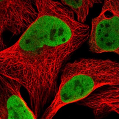 Immunocytochemistry/Immunofluorescence: NASP Antibody [NBP2-33910] - Immunofluorescent staining of human cell line U-2 OS shows localization to nucleoplasm.