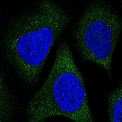 Immunocytochemistry/Immunofluorescence: LRRC35 Antibody [NBP2-34051] - Staining of human cell line U-2 OS shows positivity in cytoplasm.