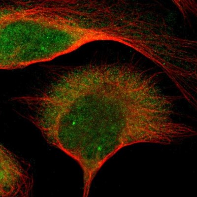 Immunocytochemistry/Immunofluorescence: Gemin 3 Antibody [NBP1-84058] - Staining of human cell line U-2 OS shows localization to nucleus, nuclear bodies & cytosol.