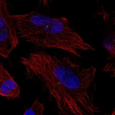 Immunocytochemistry/Immunofluorescence: UBASH3B/STS1/Tula-2 Antibody [NBP1-92456] - Staining of human cell line U-251 MG shows positivity in centrosome.
