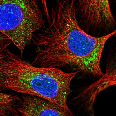 Immunocytochemistry/Immunofluorescence: MNF1 Antibody [NBP2-14240] - Immunofluorescent staining of human cell line U-2 OS shows localization to nuclear bodies & mitochondria.