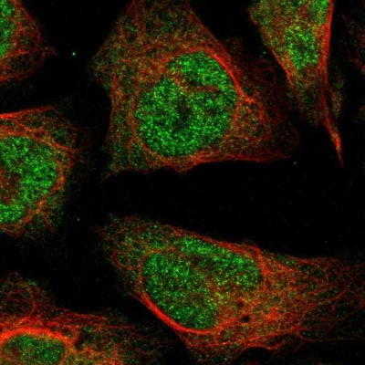 Immunocytochemistry/Immunofluorescence: WSCD2 Antibody [NBP1-93622] - Staining of human cell line U-2 OS shows positivity in nucleus but not nucleoli and cytoplasm.