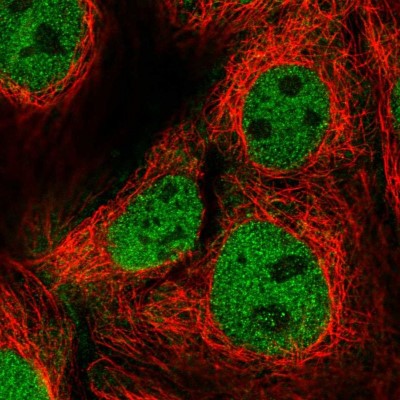 Immunocytochemistry/Immunofluorescence: FAM222B Antibody [NBP2-14388] - Immunofluorescent staining of human cell line CACO-2 shows localization to nucleoplasm.