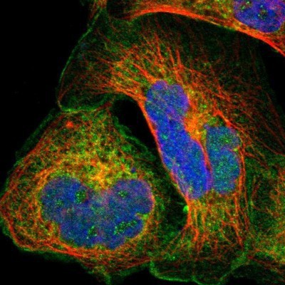 Immunocytochemistry/Immunofluorescence: MTHFS Antibody [NBP1-83161] - Staining of human cell line A-431 shows positivity in plasma membrane, cytoplasm and golgi apparatus.