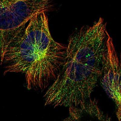 Immunocytochemistry/Immunofluorescence: PSMD12 Antibody [NBP1-87801] - Immunofluorescent staining of human cell line U-251 MG shows localization to microtubules.