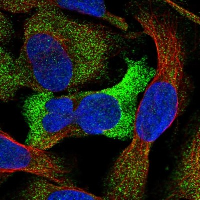 Immunocytochemistry/Immunofluorescence: GTDC1 Antibody [NBP1-83725] - Immunofluorescent staining of human cell line U-2 OS shows localization to cytosol.