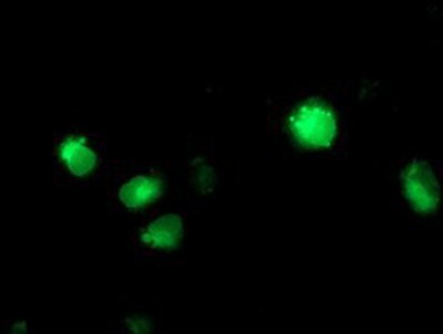 Immunocytochemistry/Immunofluorescence: Cytochrome P450 2C9 Antibody (1D7) [NBP2-01397] Staining of COS7 cells transiently transfected by pCMV6-ENTRY Cytochrome P450 2C9.