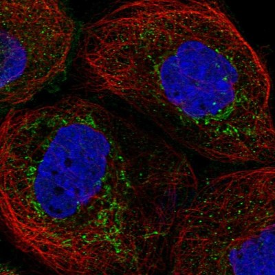 Immunocytochemistry/Immunofluorescence: FAM162A Antibody [NBP1-86792] - Immunofluorescent staining of human cell line A-431 shows localization to mitochondria.