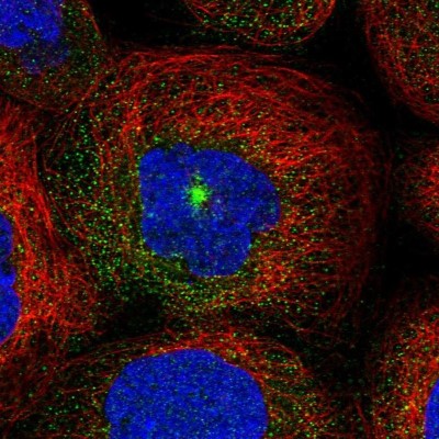 Immunocytochemistry/Immunofluorescence: RAB15 Antibody [NBP1-86231] - Staining  of human cell line A-431 shows positivity in cytoplasm and centrosome.