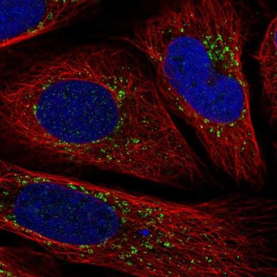 Immunocytochemistry/Immunofluorescence: PC6 Antibody [NBP1-87326] - Staining of human cell line U-2 OS shows positivity in vesicles.