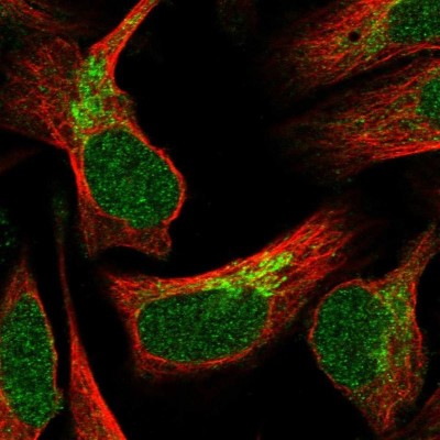 Immunocytochemistry/Immunofluorescence: C1orf177 Antibody [NBP1-83457] - Staining of human cell line U-2 OS shows positivity in nucleus and mitochondria.