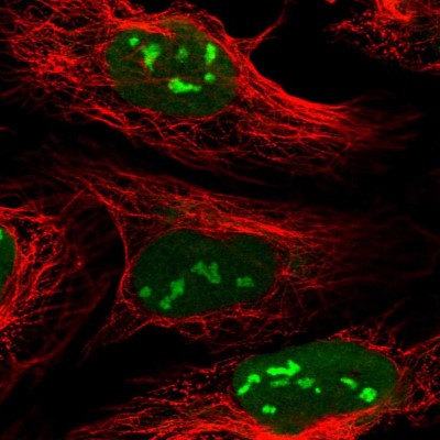 Immunocytochemistry/Immunofluorescence: C3orf26 Antibody [NBP1-81078] - Immunofluorescent staining of human cell line U-2 OS shows localization to nucleus & nucleoli.