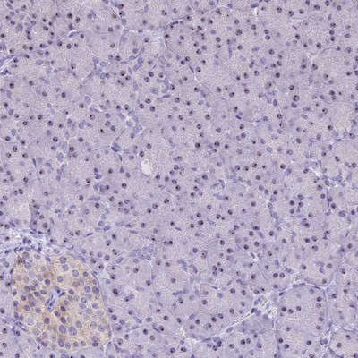 Immunohistochemistry-Paraffin: C3orf26 Antibody [NBP1-81078] - Staining of human pancreas shows moderate nucleolar positivity in exocrine glandular cells.