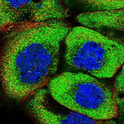 Immunocytochemistry/Immunofluorescence: PSMF1 Antibody [NBP1-80910] - Staining of human cell line A-431 shows positivity in cytoplasm.