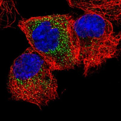 Immunocytochemistry/Immunofluorescence: MEA-1 Antibody [NBP1-81245] - Immunofluorescent staining of human cell line A-431 shows localization to cytosol.