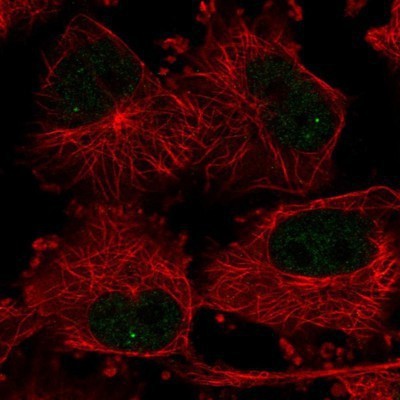 Immunocytochemistry/Immunofluorescence: WDR33 Antibody [NBP1-83756] - Staining of human cell line U-251 MG shows positivity in nucleus but not nucleoli.