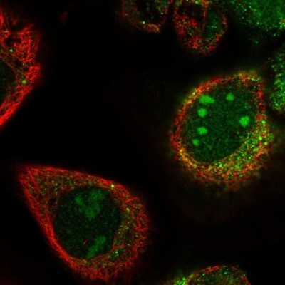 Immunocytochemistry/Immunofluorescence: PWP2H Antibody [NBP1-84884] - Staining of human cell line A-431 shows localization to nucleoli & cytosol.