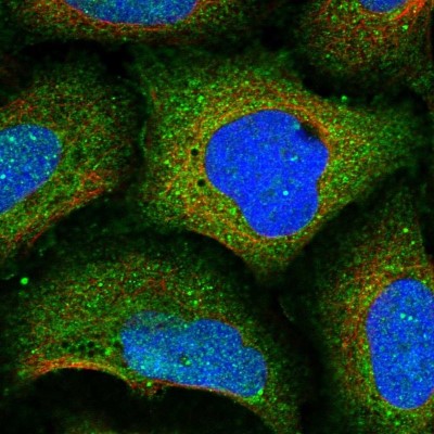 Immunocytochemistry/Immunofluorescence: Kinesin 5C Antibody [NBP1-87429] - Immunofluorescent staining of human cell line U-2 OS shows localization to plasma membrane & cytosol.