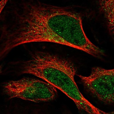 Immunocytochemistry/Immunofluorescence: LIN10 Antibody [NBP1-88453] - Staining of human cell line U-2 OS shows positivity in nucleus but not nucleoli and cytoplasm.