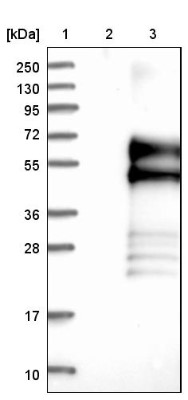 Western Blot: C1orf187 Antibody [NBP1-83505] - Lane 1: Marker [kDa] 250, 130, 95, 72, 55, 36, 28, 17, 10. Lane 2: Negative control (vector only transfected HEK293T lysate). Lane 3: Over-expression lysate (Co-expressed with a C-terminal myc-DDK tag (3.1 kDa) in mammalian HEK293T cells).