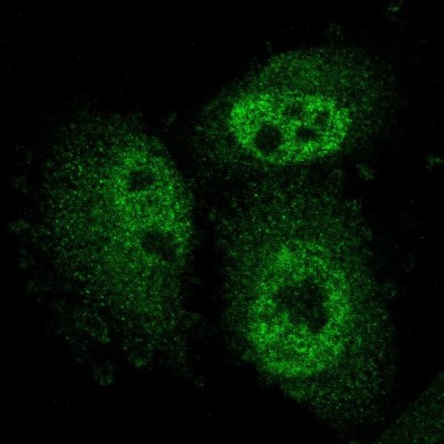 Immunocytochemistry/Immunofluorescence: ARMCX3 Antibody [NBP1-89142] - Staining of human cell line U-251 MG shows localization to nucleoplasm & cytosol.