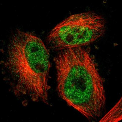 Immunocytochemistry/Immunofluorescence: ARMCX3 Antibody [NBP1-89142] - Staining of human cell line U-251MG shows positivity in nucleus but not nucleoli and cytoplasm.