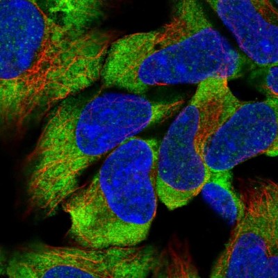 Immunocytochemistry/Immunofluorescence: C16orf93 Antibody [NBP2-30829] - Immunofluorescent staining of human cell line HEK 293 shows localization to cytosol.