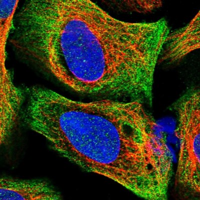 Immunocytochemistry/Immunofluorescence: C16orf93 Antibody [NBP2-30950] - Immunofluorescent staining of human cell line U-2 OS shows localization to cytosol & actin filaments.